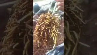 Rooting on m9 rootstock#rootstock #viralshort