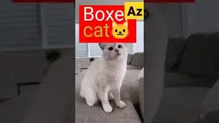 cat 🐱 is a super boxer.#shorts 🐱#ytshorts 🐱#cat 🐱#pets 🐱#funny 😁#comedy 😁🐱😄