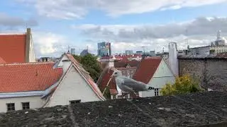 Danish King's Garden