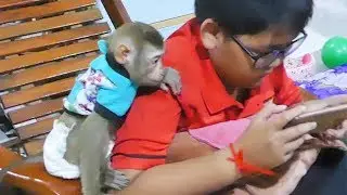 Awesome Baby Monkey Mori Want Dara Teach Her Play Game