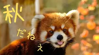 釧路市動物園、秋のレッサーパンダ