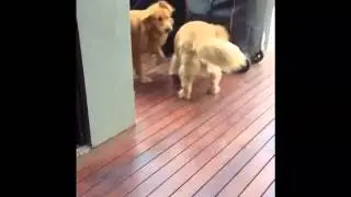 FUNNY DOG FETCH FAILS