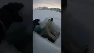 A man fell through the ice.A polar bear noticed.And chose to help.Nature is unpredictable.