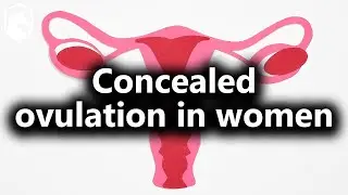Concealed Ovulation in women (from April Patreon Q&A)
