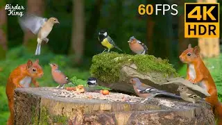 🔴 24/7 LIVE: Cat TV 😺 The Cutest Birds and Red Squirrels 🐦 4K Cat Games