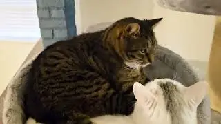 Cat Fight! Rory And Scarlett Fights Memory, Mother Cats Love Her Boys