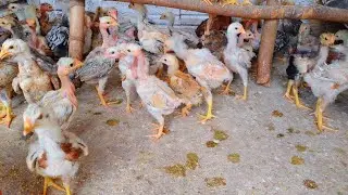 Desenvolvimento de franguinhos com manejo correto, é só sucesso.