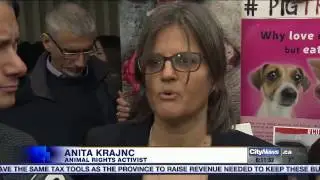 Animal activist found not guilty in pig trial verdict