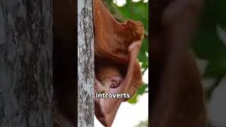 This Animal Can Fly Without Wings?!🐿️ #colugo #shorts #animals