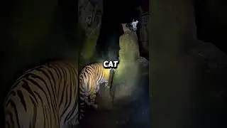 A Tiger Saved the Cat&hellip; What Happened Next Was Shocking