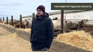 #307 ВРХ в посушливій зоні: чи врятує  no-till господарство ТОВ «Новатор»?