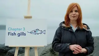 Fish Health 101: How Fish Gills Work