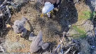 NEFL EAGLES 2026.1.17 🐥NE32 fell over but maintained feeding priority!😅