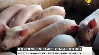 US Scientists created Gene-edited piglets for organ transplants