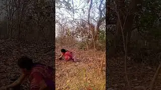 Mahula jhara ..mahula phula #mahula #viralshorts #mahuli