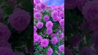 🔥amazing flower 🌹#new #amazingflowers #shortvideo 🌹🥀