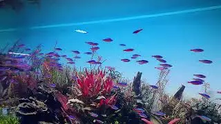 Third Birthday Celebration: My Love for Aquascaping and Lighting Science! 🥳🌿🐠...