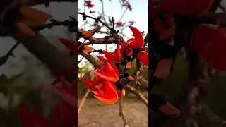 palash tree flowers |kesuda flowers| sacred tree /flowers #palash#holi#dhuleti#flowers#shorts#viral