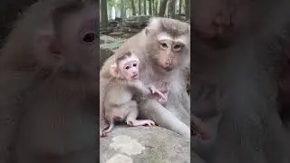 Love JACEE baby monkey HC 4