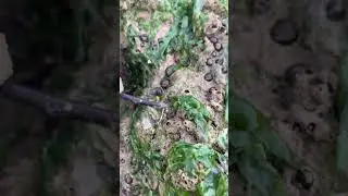 BS1007 Fieldwork Video Assignment