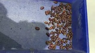 palm dates sorting by our belt type color sorter