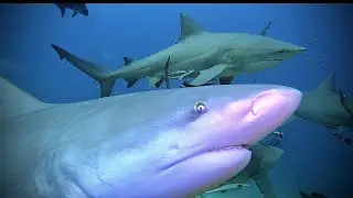 SHARK FRENZY! FEEDING BULL SHARKS AT BEQA LAGOON, FIJI in 4K