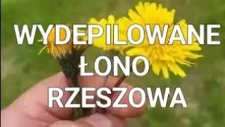 Wydepilowany Rzeszów: raport z dystopijnego miasta