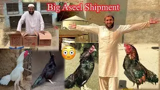 Aseel Farm Ready To Reciving Big Aseel Shipment 😳 اتنے زیادہ مرغے؟