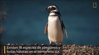 Ping&uuml;ino de Magallanes National Geographic
