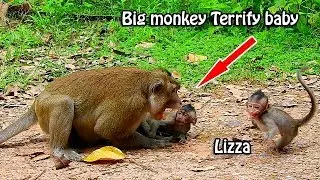 TOP CRY & SCARE|Pity poor baby Lizza  cry terrify run escape ,Big monkey try attack  event not wrong
