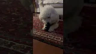 Momenti di felicit&agrave; ❤️-Storia di Mimma la barboncina bianca #canidivertenti