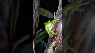 White-Lipped Tree Frog ( Litoria Infrafrenata ) Calling