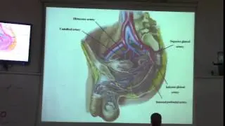 3) Dr.Hossam 2/4/2015 [ Ant. division of Internal iliac A. - Uterine A ]