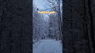 #switzerland #swissbeauty #naturelovers #explore #snowcity #forest #relaxing #europe #walking #like