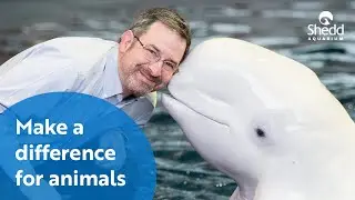 Make a Difference for Animals