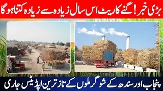 What will be the maximum Sugarcane rate | Sugarcane Price in Pakistan | Sugarcane price updates