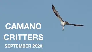 Camano Critters - Sept 2020