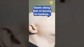 Fenomena Burung Kepala Ikan #AIvideo #absurd #fish #veo3  #GoogleAI #funnyvideo