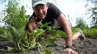 Reduce Squash Vine Borer up to 90% - The Tip is EASIER Than You Think!