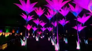 Spectra Aberdeen 2026, Flower Field & Heart