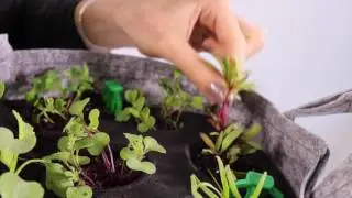How to Thin Beet Greens