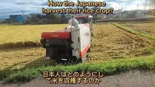 How  the Japanese harvest their rice crop?