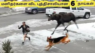 புத்திசாலியான நாய்கள் || Six Amazing Dog Talents || Tamil Info Share