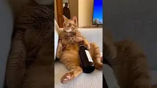 Zzz&hellip; pretend sleep mode activated Watch this kitten's adorable nap time #cat #cute #pets
