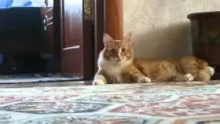 Кот ушёл