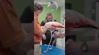 This Flamingo Got a Custom Leg Brace ... And It Worked