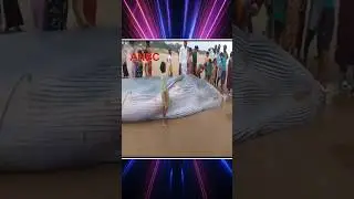 BlueWhale that was washed up on Meghavaram beach | ANBC English News Time