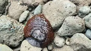 Sea cucumber #sea #cucumber #beach #pop #food #facts #recipe #swimming #crawling #moving #species