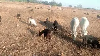 Profit of animal farming /पशु पालन के फायदे।