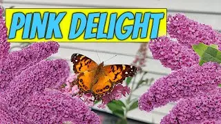Why I Fell in Love with Butterfly Bush 'Pink Delight' &ndash; Fragrant & Deer-Proof!